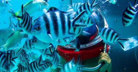 diving