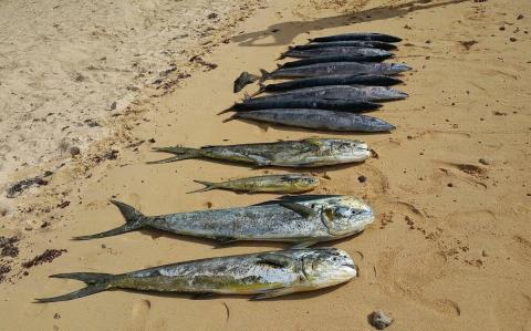 fishing