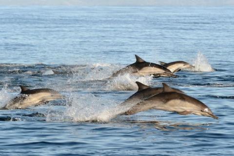 dauphins